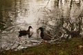 Bassin de la Muette - Elancourt Ã¢â¬â France - Ducks and birds which swim in a lake close to a forest. The nature is beautiful. Royalty Free Stock Photo